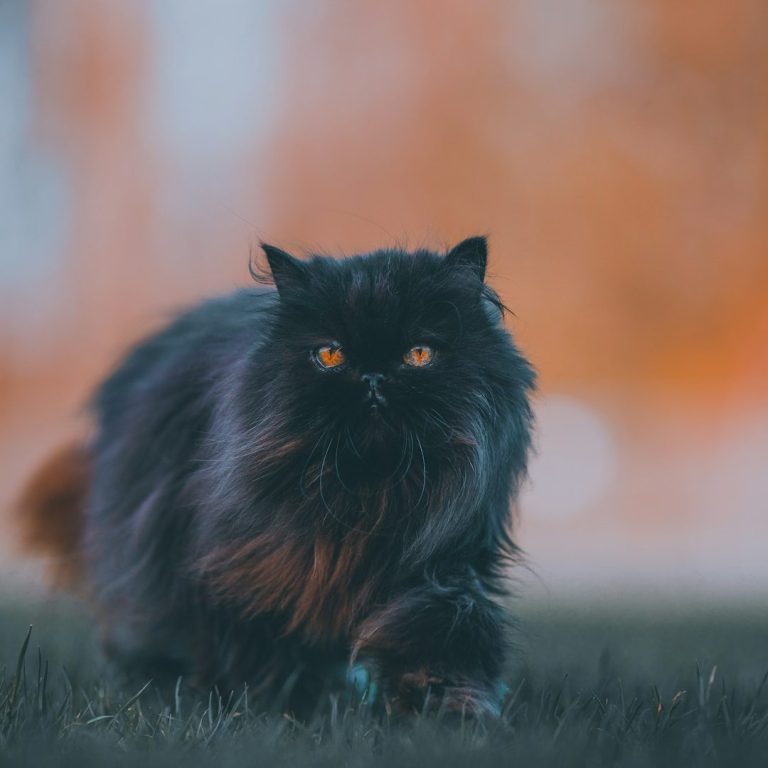A fluffy black cat walking through a grassy area with a blurred orange background.