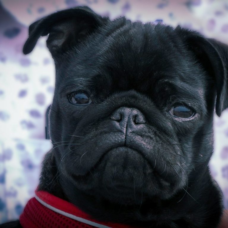 A black pug with a serious expression and a red collar.