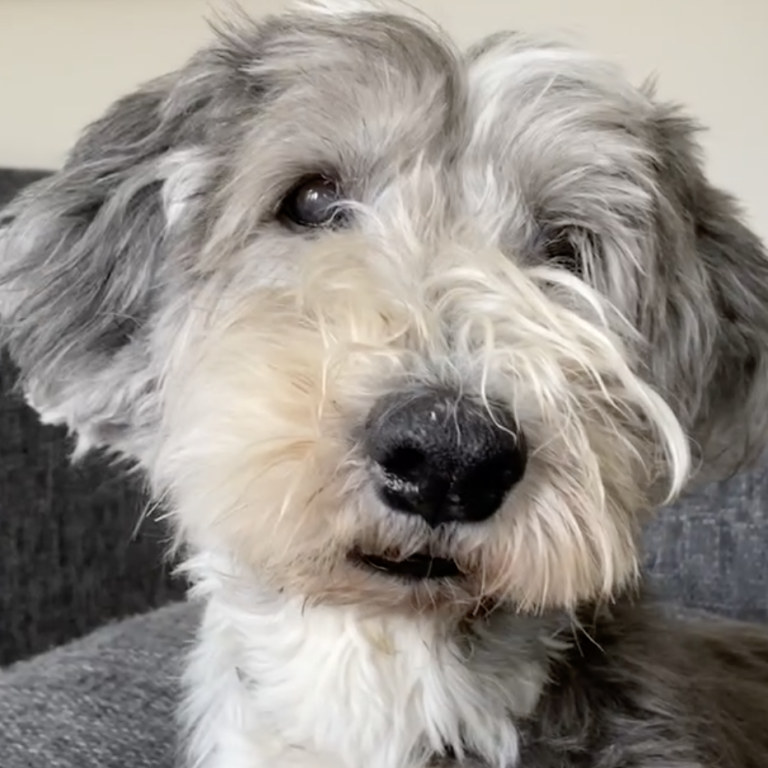 A playful, fluffy dog with a grey and white coat sitting on a sofa.