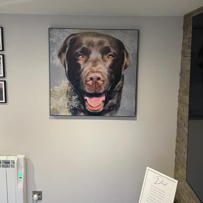 A joyful brown Labrador Retriever portrait on a wall.